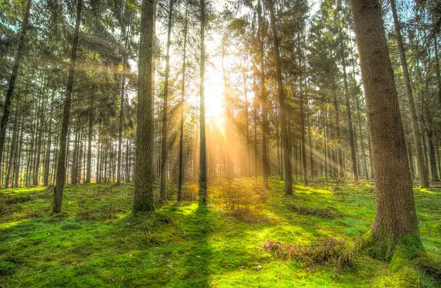 병인일주 - 태양이 숲의 나무들을 비추고 있습니다.