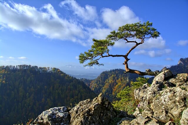 갑신일주 - 바위 위의 소나무의 형상입니다. 파란 하늘 아래 절벽의 바위에 소나무가 한 그루 서 있습니다.