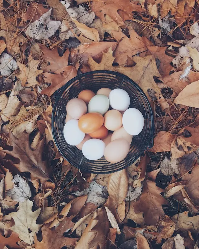 한 바구니 달걀 autumn-mott-rodeheaver-YLyxXawZm4w-unsplash_