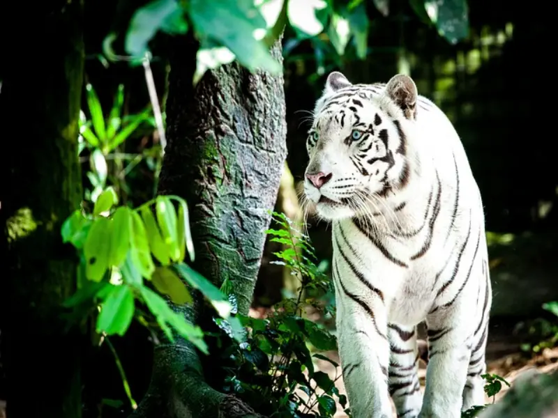 백호대살 하얀 호랑이 tiger-1545023_640_