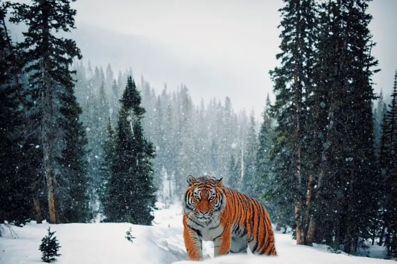 무인일주 눈덮인 당에 호랑이가 정면을 응시하고 있습니다. tiger-6175826_640_