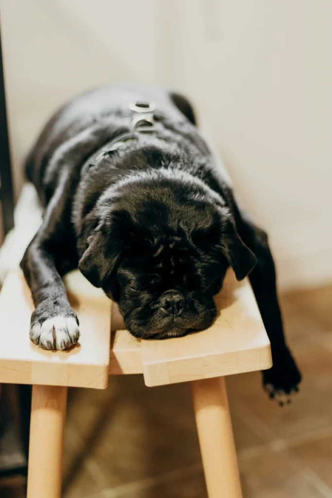 치매 예방법 : 잠을 자고 있는 개 한마리